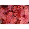 fire alarm heuchera 73795 3