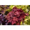 fire alarm heuchera 73795 4