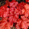 fire alarm heuchera 73795 1