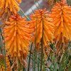 poco orange kniphofia hybrida 75040 2
