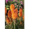 poco orange kniphofia hybrida 75040 3