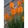poco orange kniphofia hybrida 75040 4