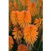poco orange kniphofia hybrida 75040 1