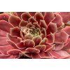 bigsam ruby star imp sempervivum hybrida 76113 2