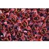 bigsam ruby star imp sempervivum hybrida 76113 3