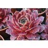 bigsam ruby star imp sempervivum hybrida 76113 4