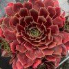 bigsam ruby star imp sempervivum hybrida 76113 1