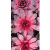 bigsam black cherry sempervivum hybrida 76115 2