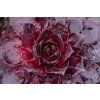 bigsam black cherry sempervivum hybrida 76115 3