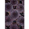 bigsam black cherry sempervivum hybrida 76115 4