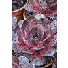 bigsam black cherry sempervivum hybrida 76115 5