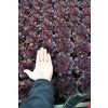 bigsam black cherry sempervivum hybrida 76115 6