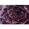 bigsam black cherry sempervivum hybrida 76115 7
