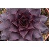 bigsam black cherry sempervivum hybrida 76115 1