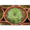 taurus sempervivum hybrida 79582 2