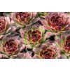 taurus sempervivum hybrida 79582 4