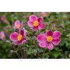 splendens anemone 73225 2 (kopie)