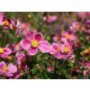 splendens anemone 73225 3 (kopie)