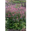 splendens anemone 73225 4 (kopie)