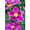 splendens anemone 73225 5