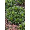 Euphorbia amygdaloides ROBBIAE