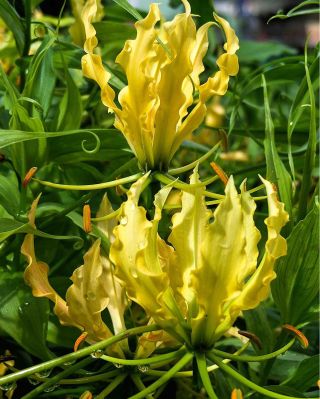 🔥 Gloriosa – exotická popínavá kráska Neobvyklé „plamenné“ květy a exotický vzhled z ní dělají nepřehlédnutelnou dominantu...