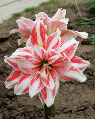 🌺 Amarylisy (hvězdníky) skladem Velké elegantní květy, snadné pěstování, cibule kvetou i další roky. 🎁 množstevní sleva: •...