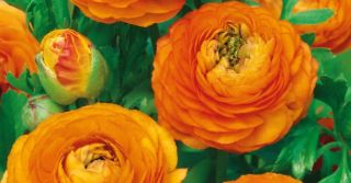 🌸 Ranunculus (pryskyřník) – bohaté plné květy Vynikají dokonale plnými květy připomínajícími malé růže nebo pivoňky a...