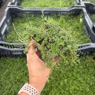 🌿 THYMUS – mateřídouška, voňavý poklad pro každou zahradu 🌿 Hledáte nenáročnou rostlinu, která ozdobí skalku, květináč...