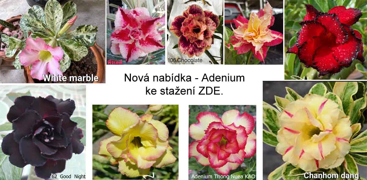Nová nabídka Adenium