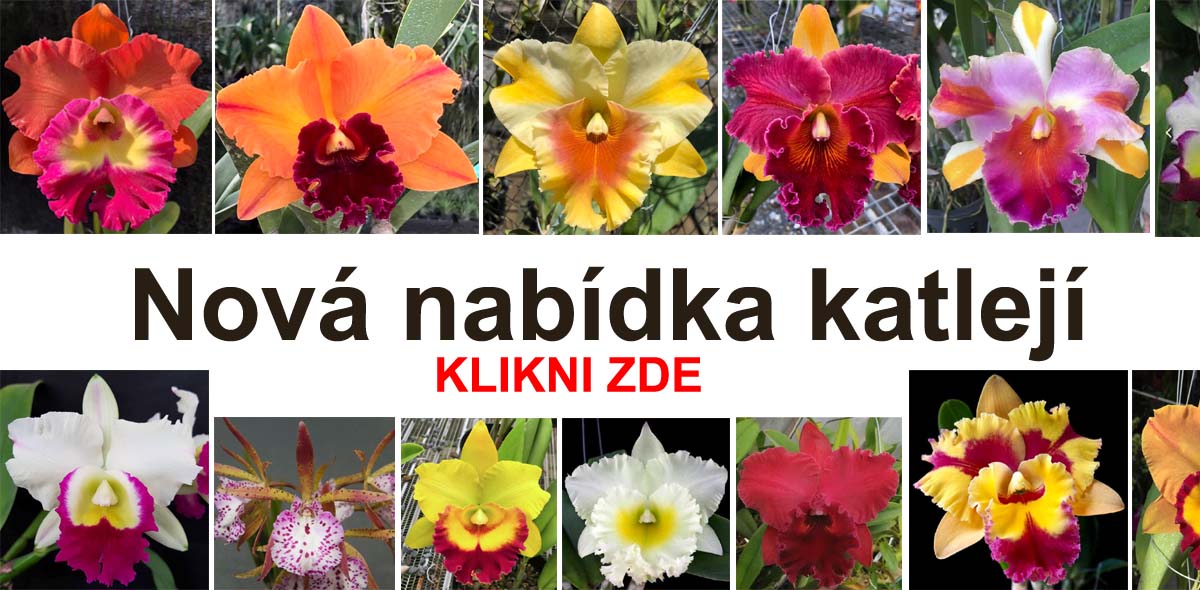 Nové katleje