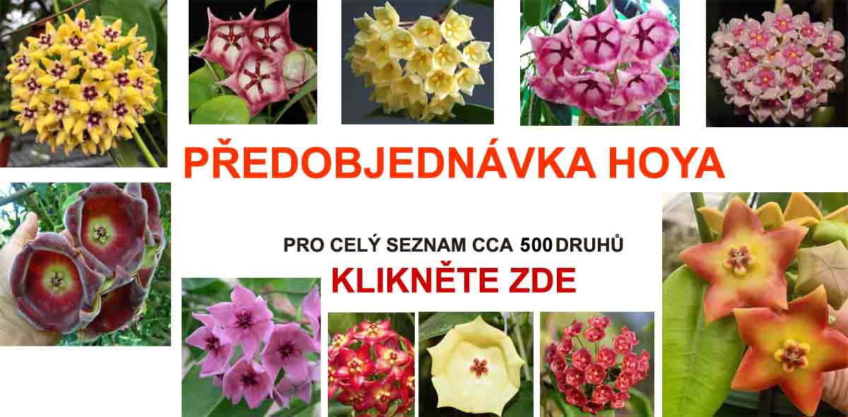 Nabídka Hoya - předobjednávky