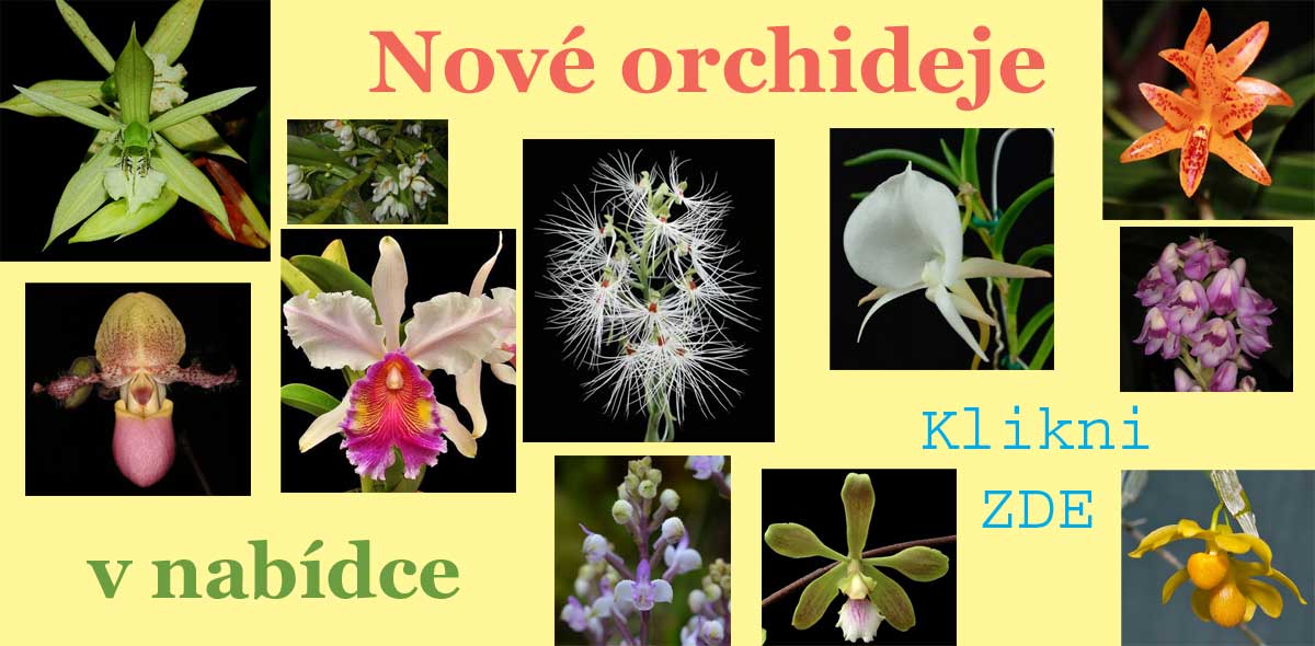 Nové druhy orchidejí