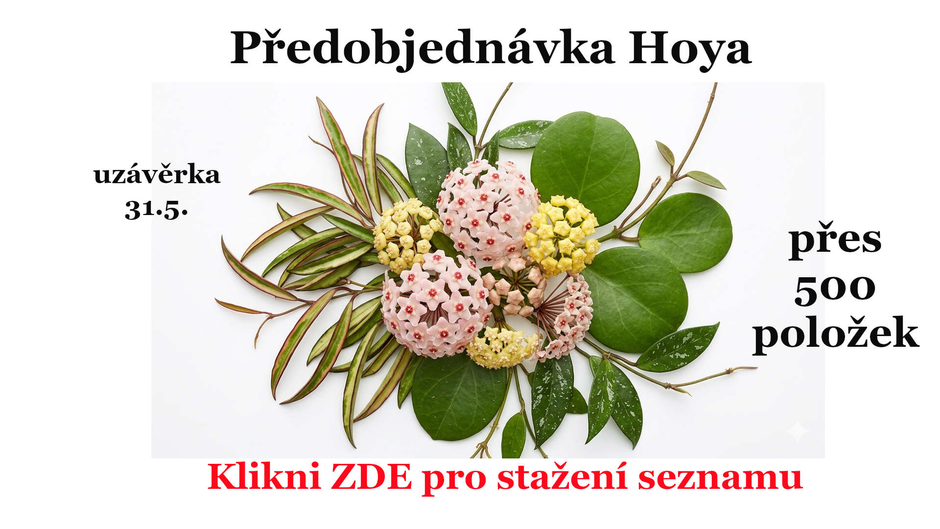 Předobjednávka Hoya