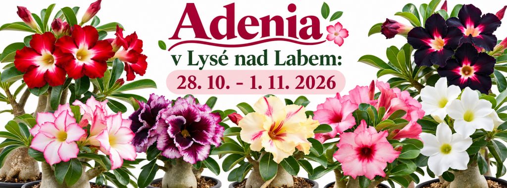 Adenia v Lysé nad Labem