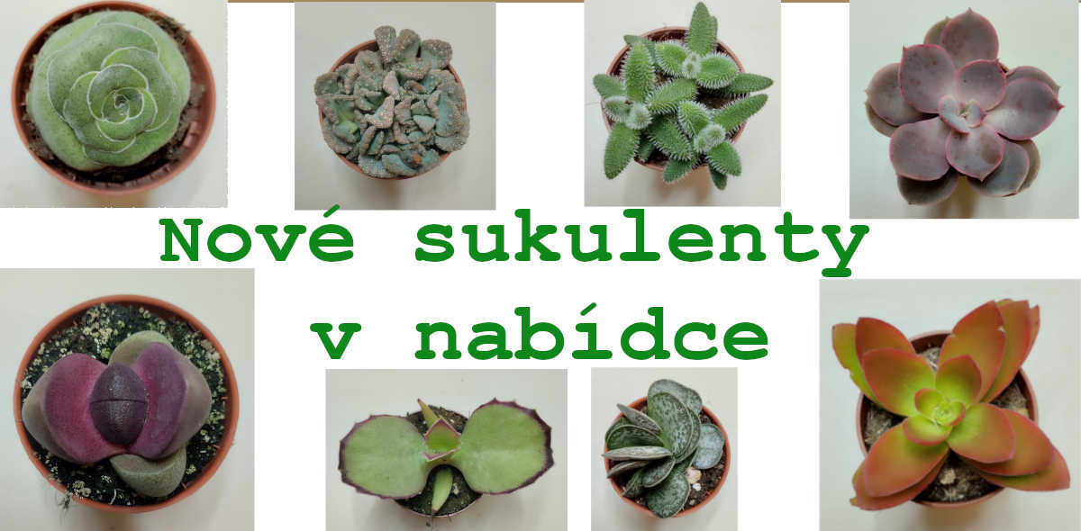 Nové sukulenty v nabídce