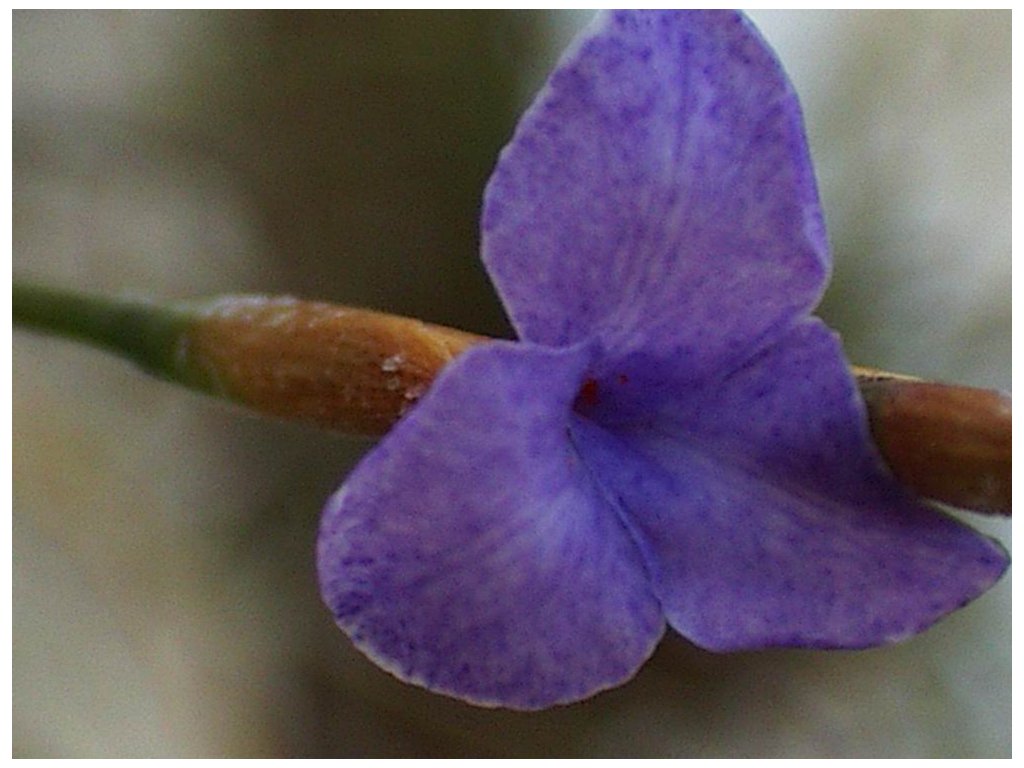 10393_bandensis.jpg?686edfd7