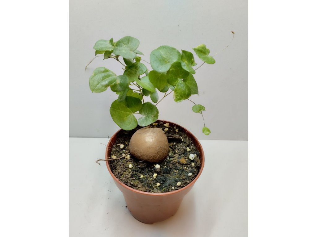 Dioscorea elephantipes