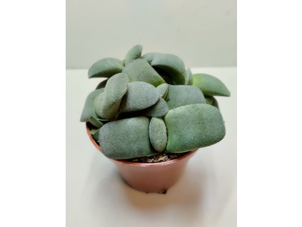 Gasteria armstrongii