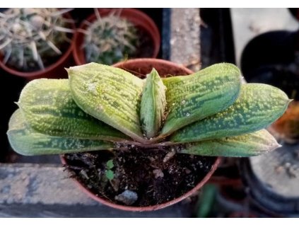 Gasteria cv. 'Little Warty'