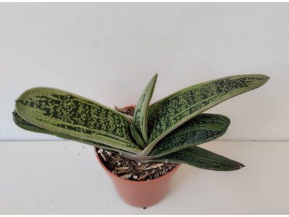 Gasteria cv. 'Little Warty'