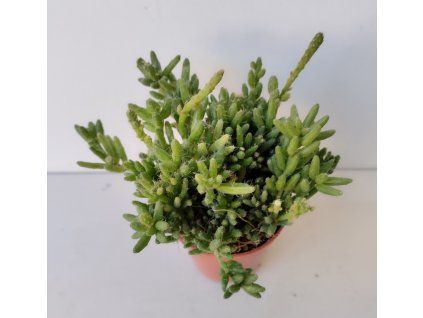 Rhipsalis mesembryanthemoides