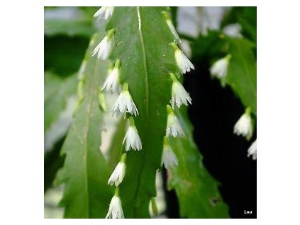 Lepismium houlletianum