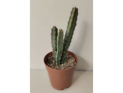 Euphorbia debilispina