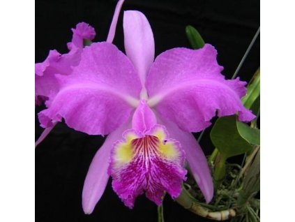 Cattleya lueddemanniana