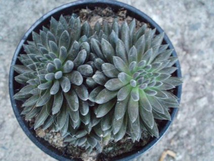 Sinocrassula yunnanensis