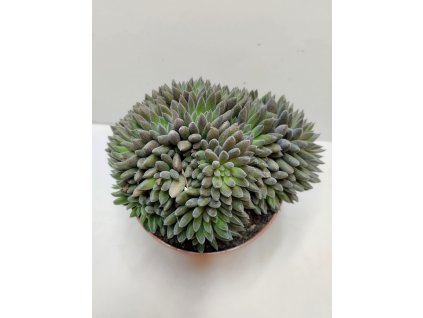 Sinocrassula yunnanensis (velká)