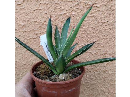 Agave ocahui v. ocahui