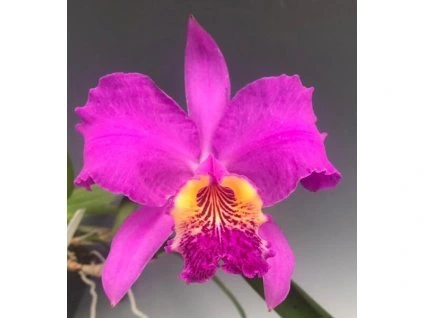 Cattleya lueddemanniana 'rubra'
