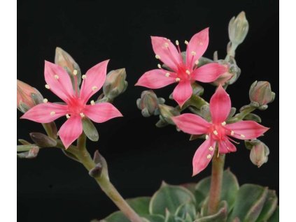 Graptopetalum bellum